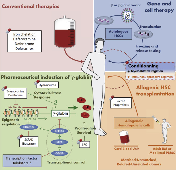 Current and Future alternative treatments for Thalassemia 