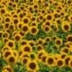 191104 Sunflower full