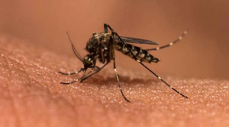 malaria 759 thinkstock