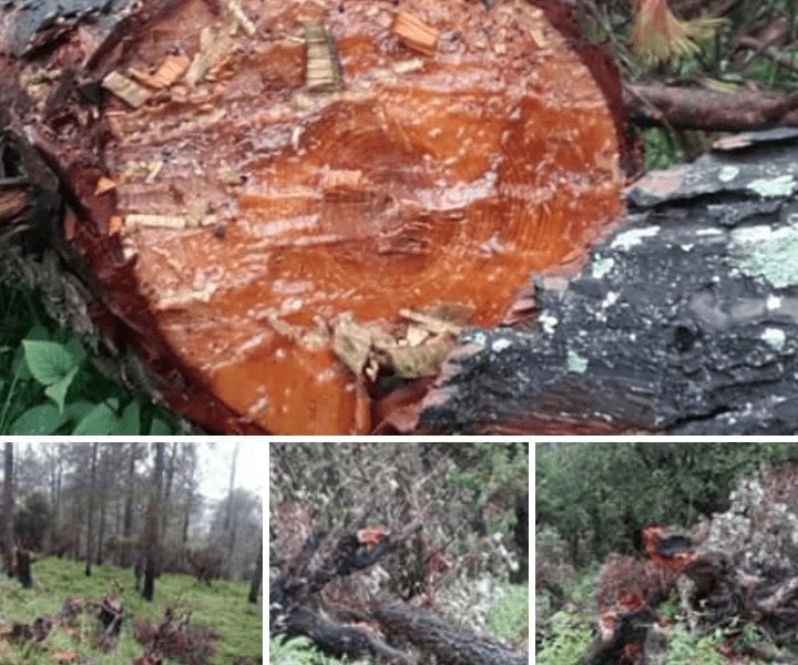 20180802 171750 720x600 2