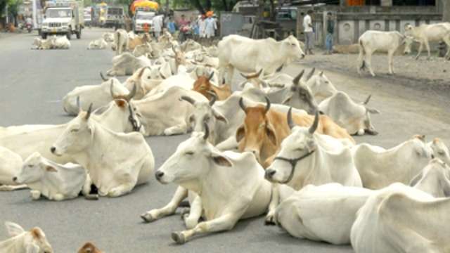 770150 cows on the road