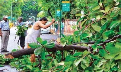 789209 trees cutting 01