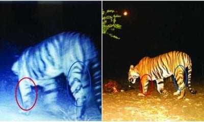 790576 tiger spotted in gujarat and mp dna