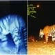 790576 tiger spotted in gujarat and mp dna
