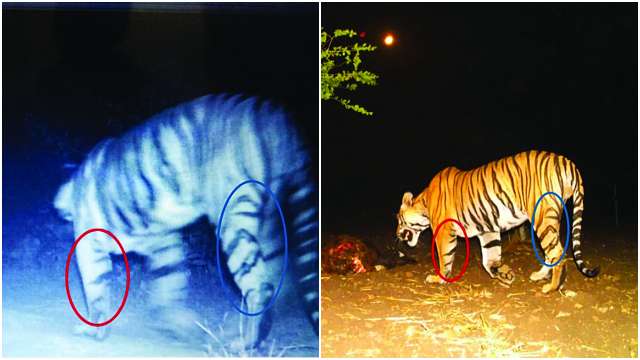 790576 tiger spotted in gujarat and mp dna