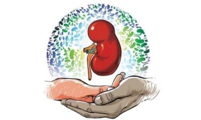 801736 716622 540356 kidney