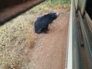 Bear Safari Nandankanan