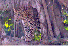 Open Top Leopard Enclosure