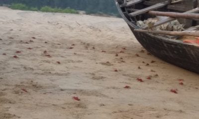 Dagara: Rendezvous with Red Crabs
