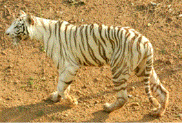 White Tiger Safari