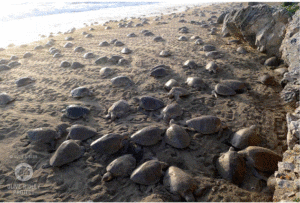 Olive Ridley Reproduction