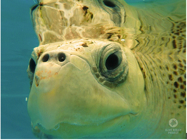 Olive Ridley Turtle