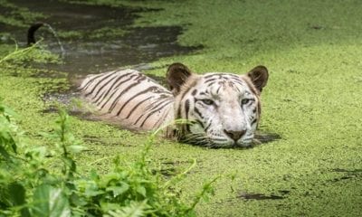 Sundarban1
