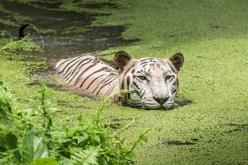 Sundarban1