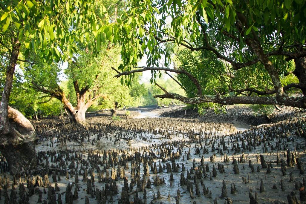 Sundarban2