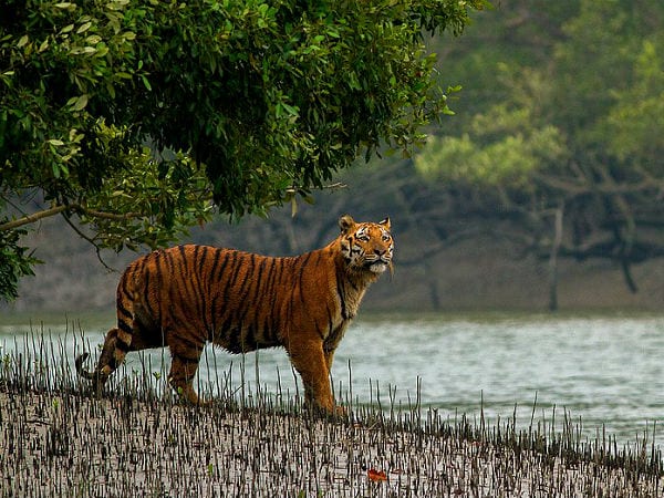 Sundarban4.jpg.gif