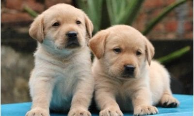 WhatsApp Image 2019 08 21 at 18.28.29