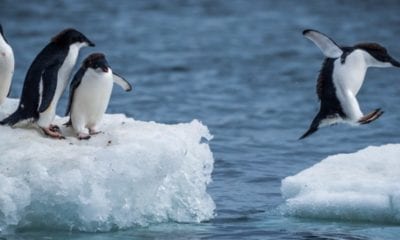 antarctica wildlife adelie penguins icehopping istock 800x600 c default