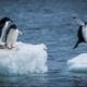 antarctica wildlife adelie penguins icehopping istock 800x600 c default