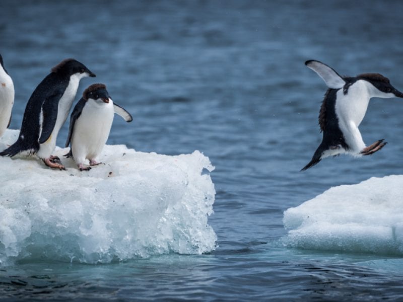 antarctica wildlife adelie penguins icehopping istock 800x600 c default