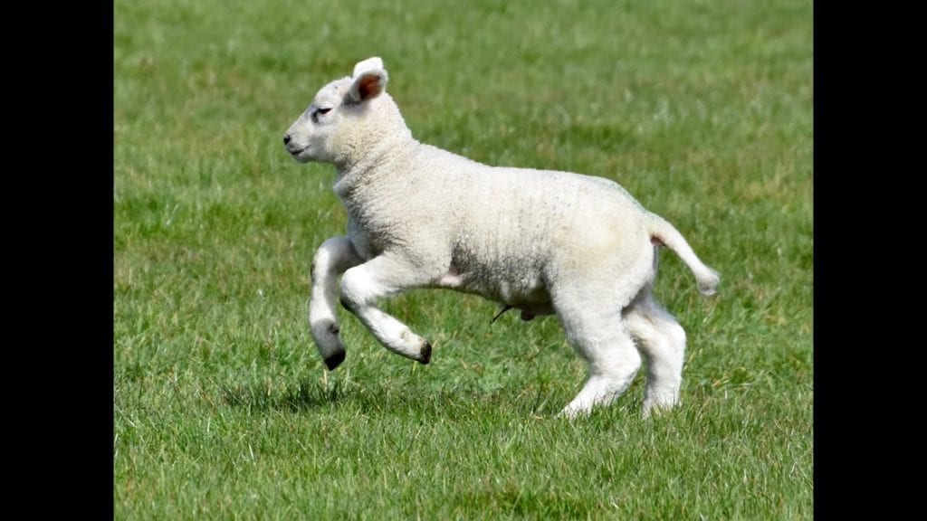 lamb