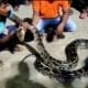 12-Feet-Long Python Rescued In Balasore