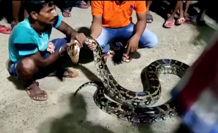 12-Feet-Long Python Rescued In Balasore