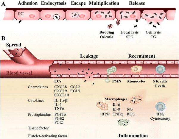 Child Critical With Rickettsial Infection And Covid Gets Timely Treatment 142 Rickettsial inflammation and rashes