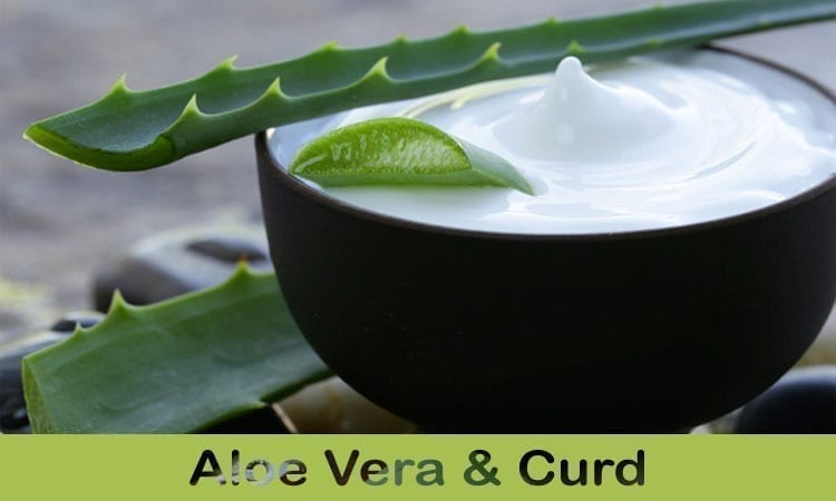 Aloe Vera Curd