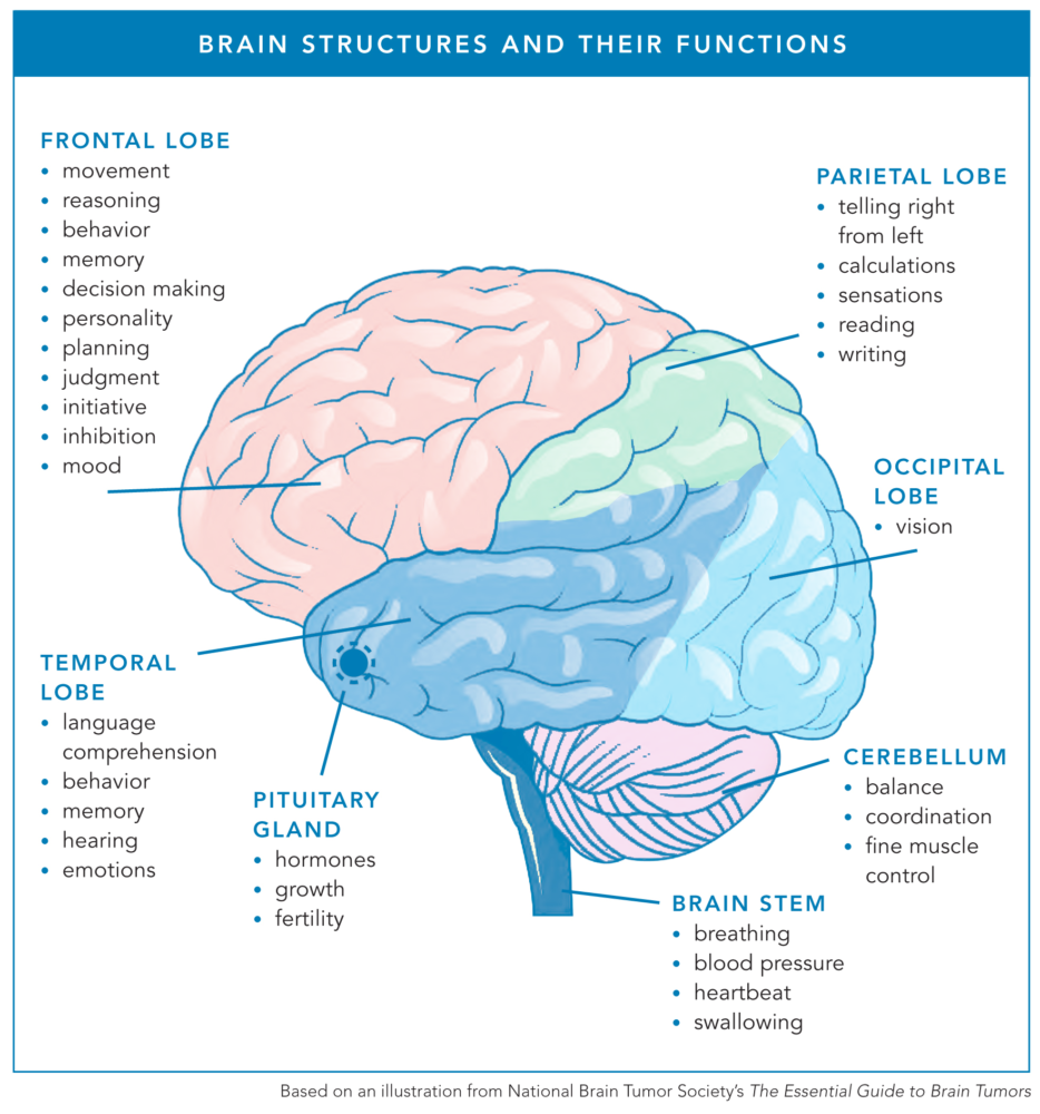 Brain Structures and their Functions