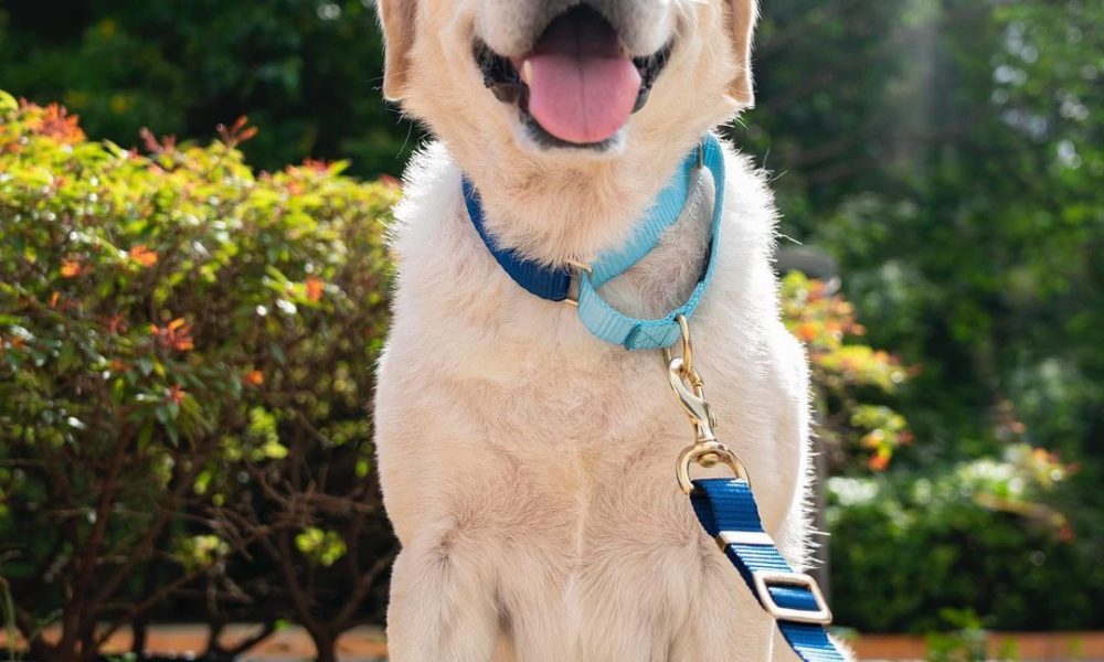 A Necessity - The Alarming Need to incorporate Exercise into the Routine of your Pets