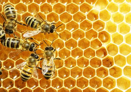 Honey Bee Quotes