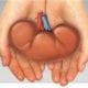 Kidney