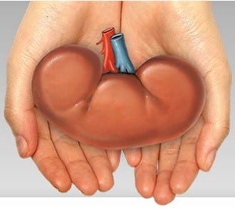 Kidney