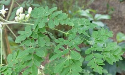 Moringa oleifera 800x445