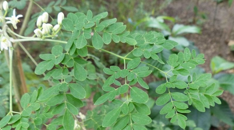 Moringa oleifera