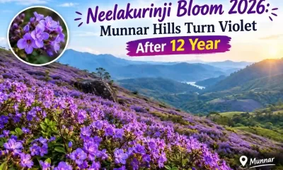 Neelakurinji Bloom 2026: Munnar Hills Turn Violet After 12 Years