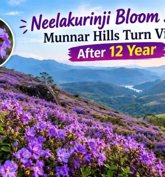 Neelakurinji Bloom 2026: Munnar Hills Turn Violet After 12 Years