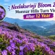 Neelakurinji Bloom 2026: Munnar Hills Turn Violet After 12 Years
