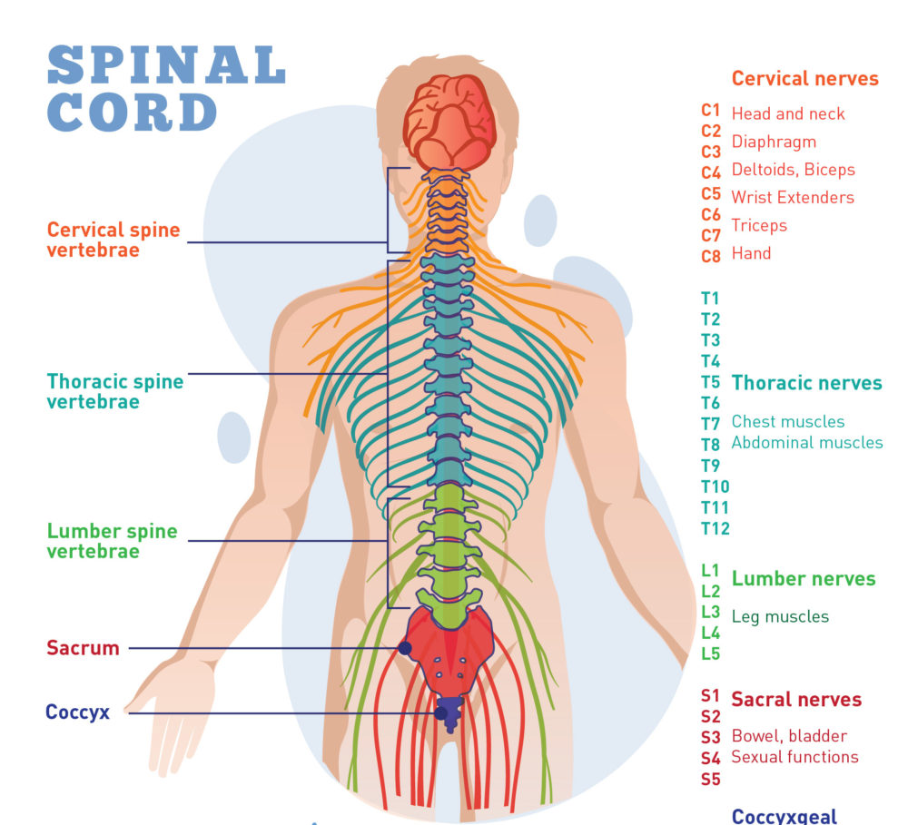 Spinal cord diagram 