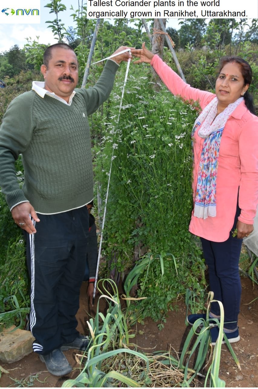 Tallest Coriander plants 9