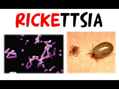 Rickettsia