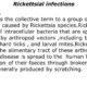 Rickettsial Infections