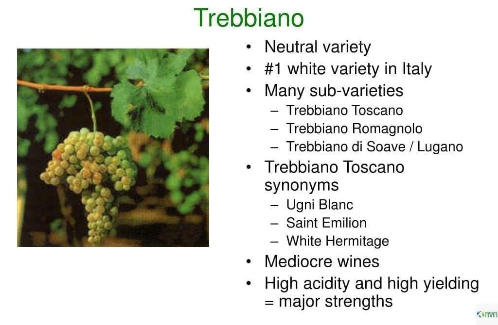 Trebbiano Toscano