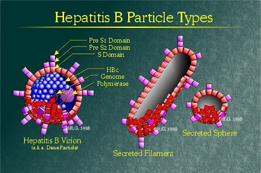 Types of Hepatitis B